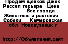 Продам щенков Джек Рассел терьера › Цена ­ 25 000 - Все города Животные и растения » Собаки   . Кемеровская обл.,Новокузнецк г.